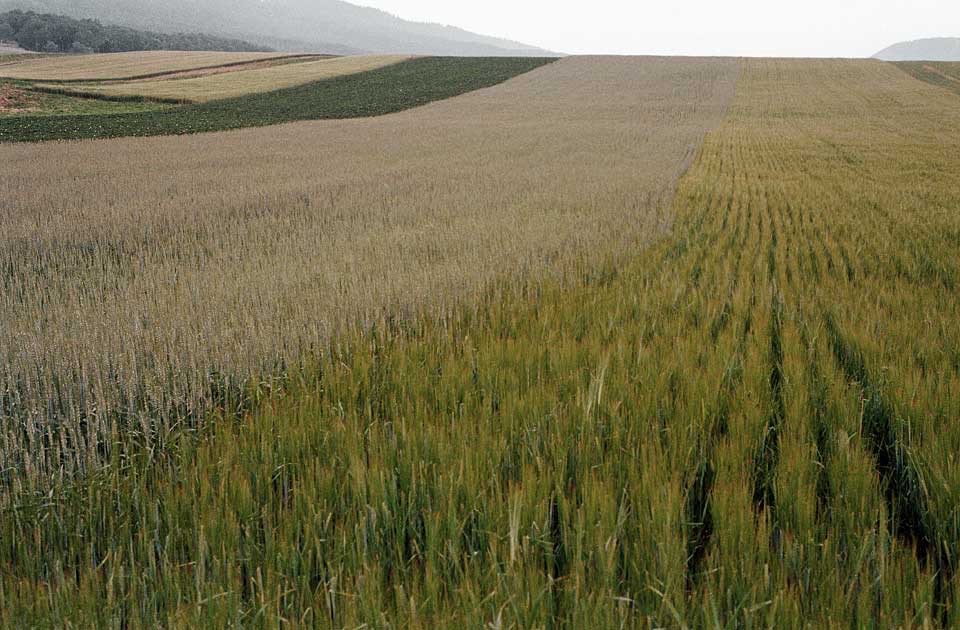 1984. Lignières/Neuchatel