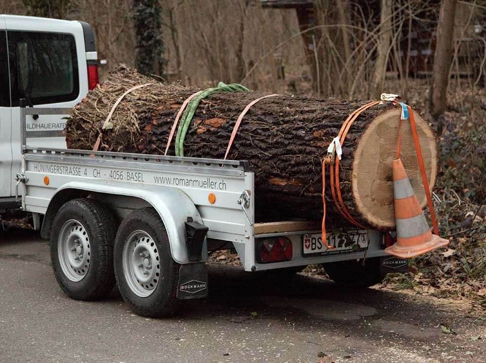 Transport Eichenstamm